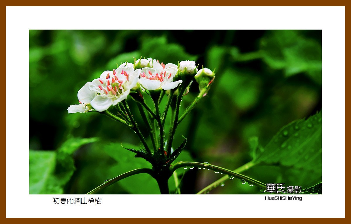 祭奠老友清风老师，一组山楂花寄托哀思。