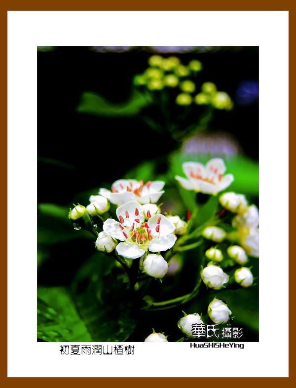 祭奠老友清风老师，一组山楂花寄托哀思。