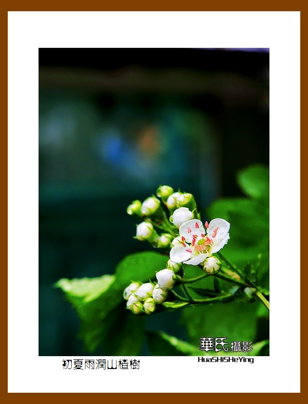 祭奠老友清风老师，一组山楂花寄托哀思。