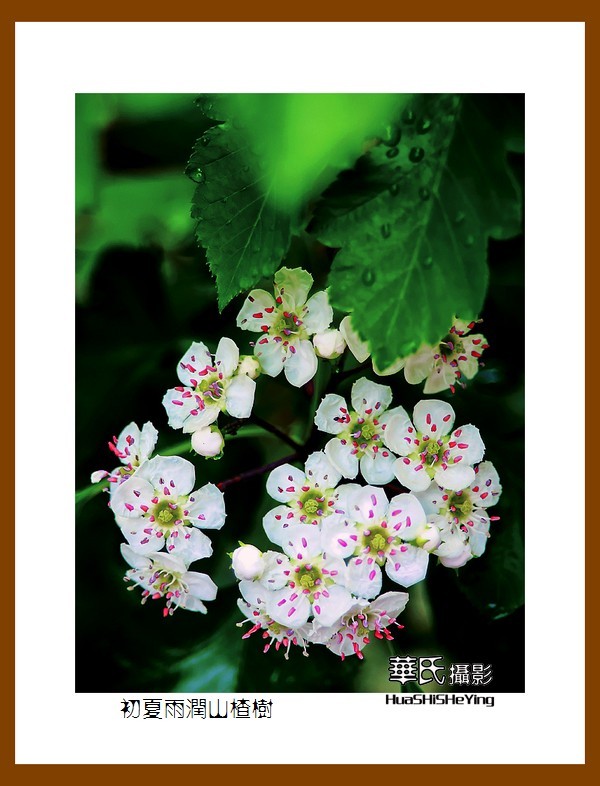 祭奠老友清风老师，一组山楂花寄托哀思。