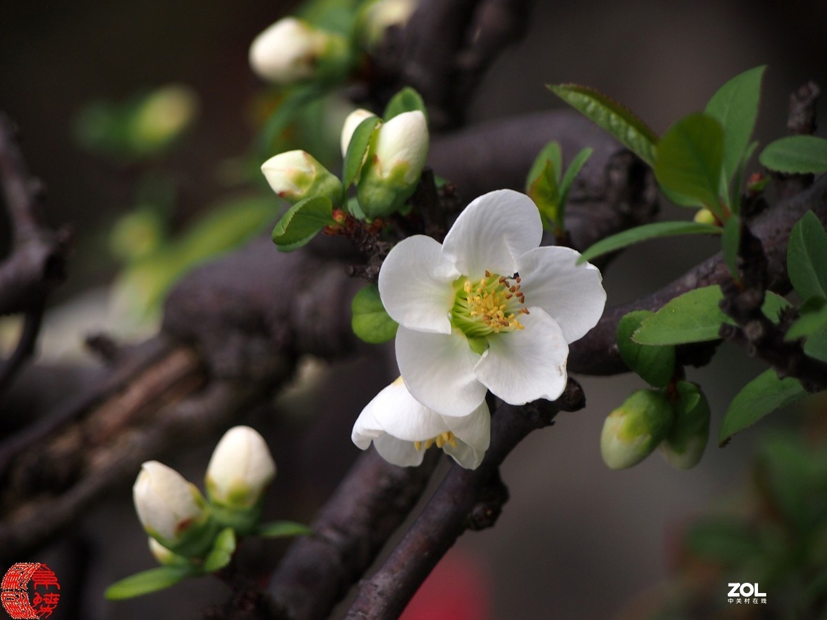 稀少的白色贴梗海棠