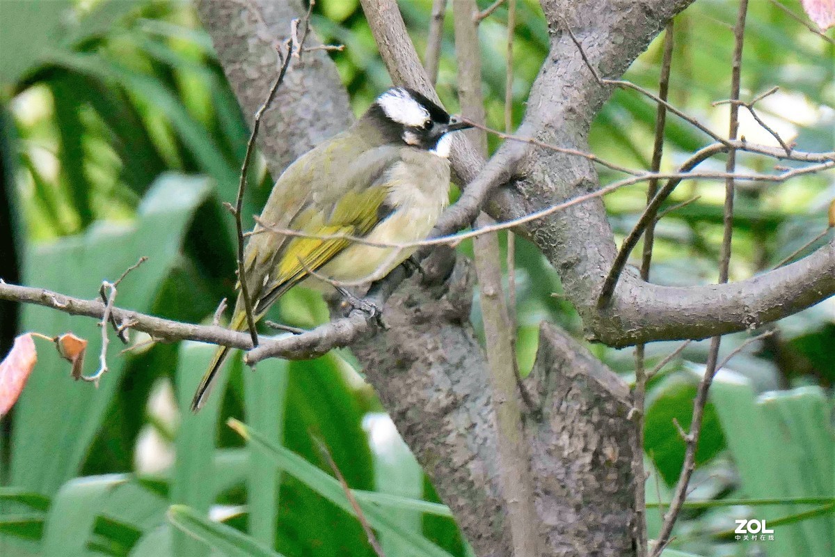 【小鸟】——摄于上海伊利公园