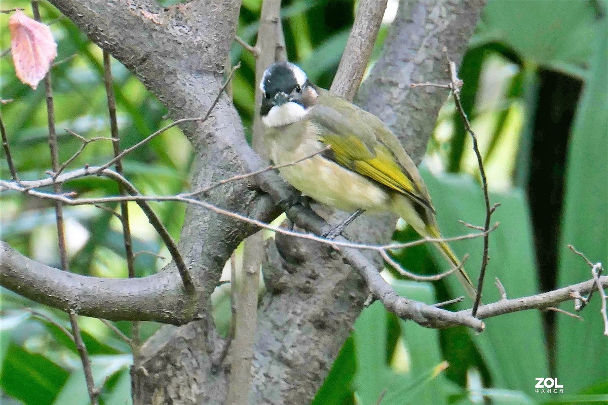 【小鸟】——摄于上海伊利公园