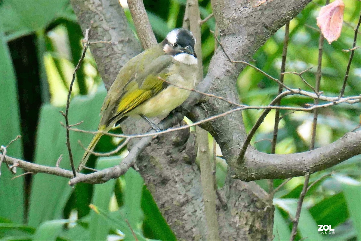 【小鸟】——摄于上海伊利公园