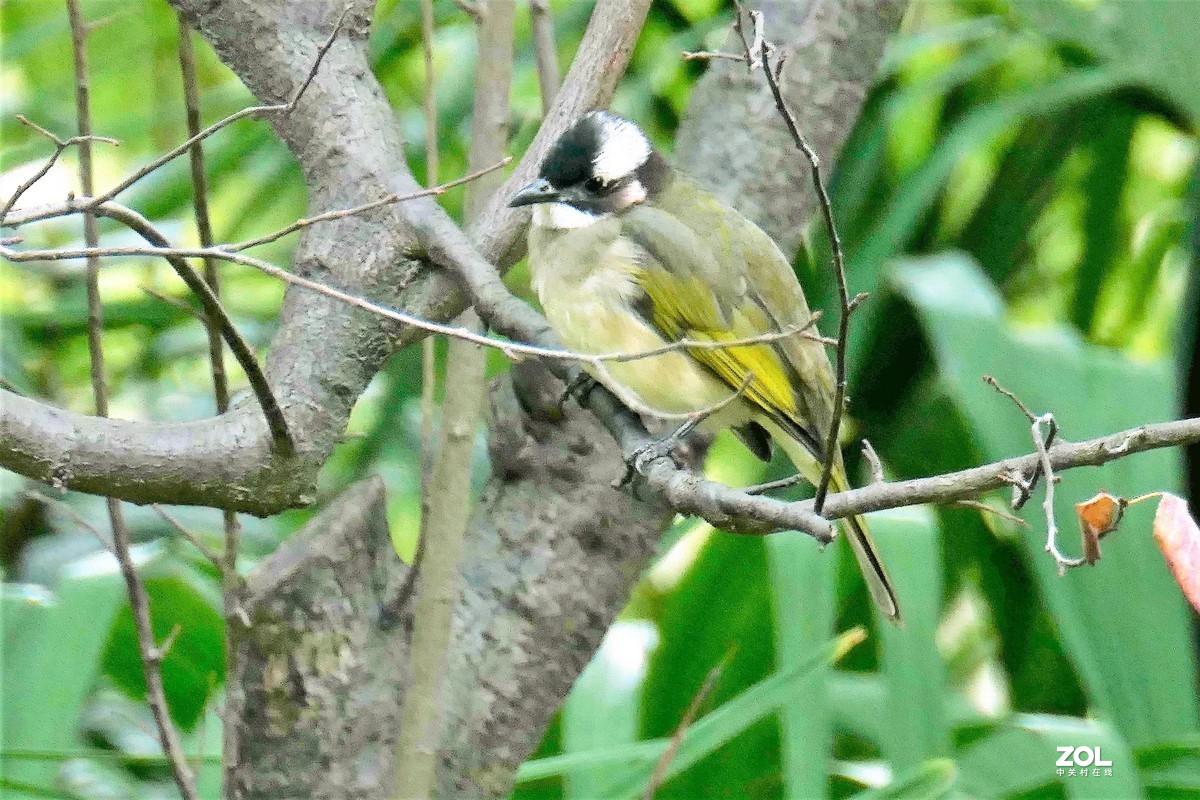 【小鸟】——摄于上海伊利公园