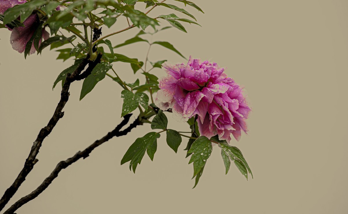 惟有牡丹真国色