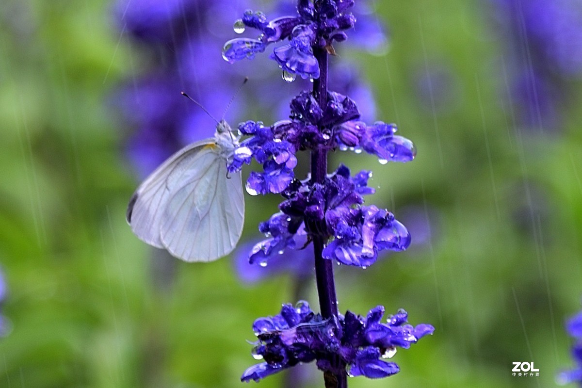 我善良、我可爱，我还具有许多疗效（鼠尾草）