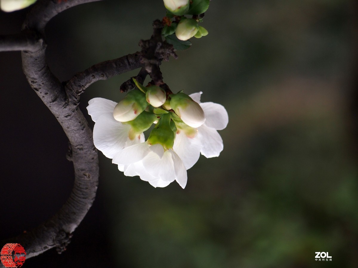 稀少的白色贴梗海棠