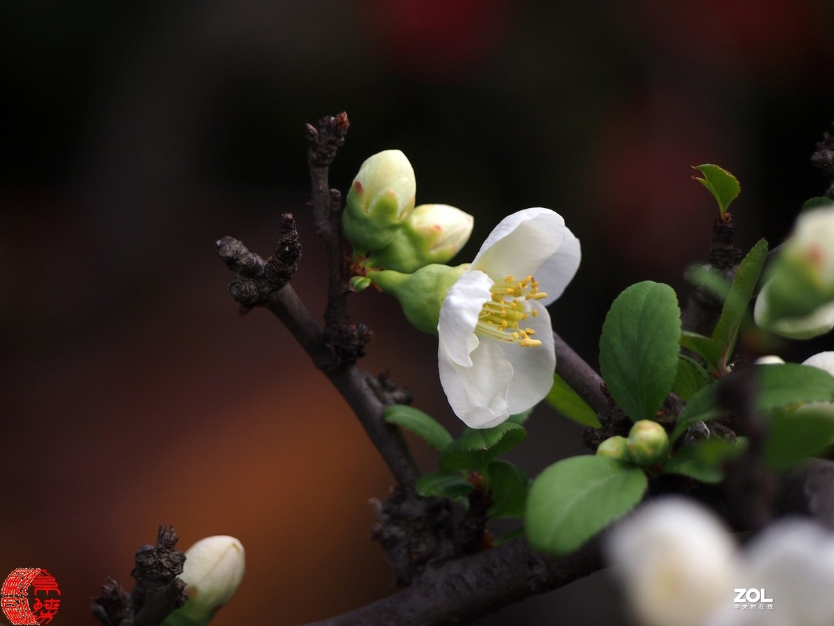 稀少的白色贴梗海棠