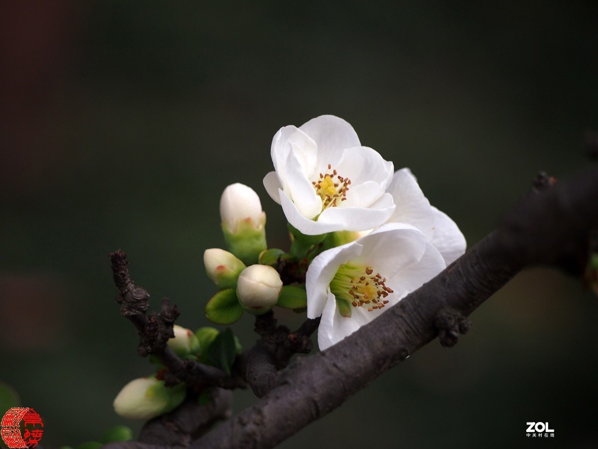 稀少的白色贴梗海棠