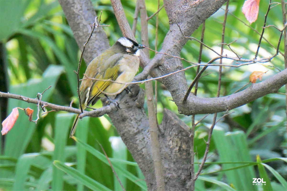 【小鸟】——摄于上海伊利公园