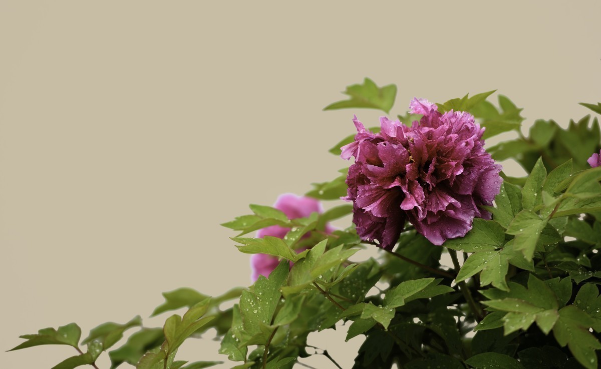 惟有牡丹真国色