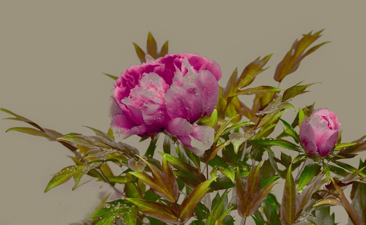 惟有牡丹真国色