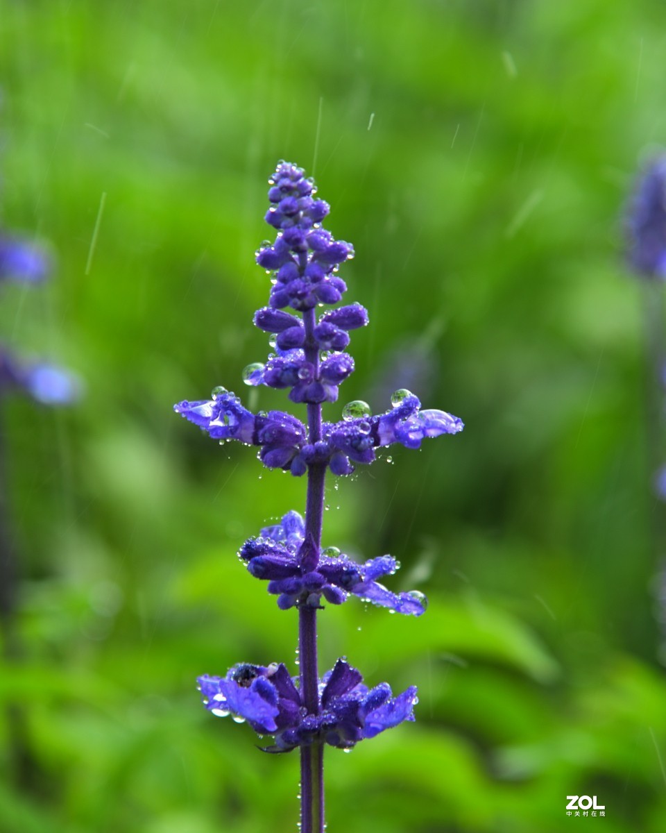 我善良、我可爱，我还具有许多疗效（鼠尾草）