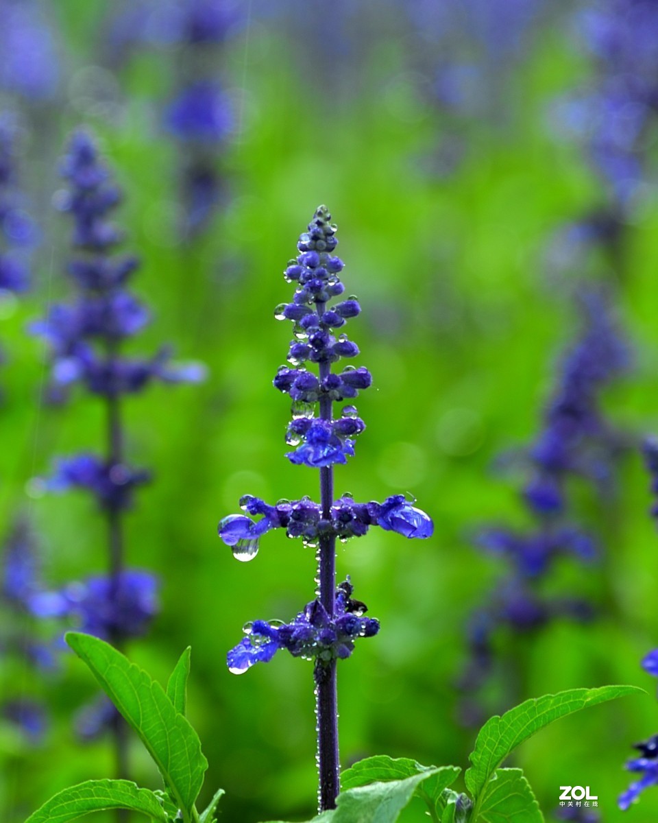 我善良、我可爱，我还具有许多疗效（鼠尾草）