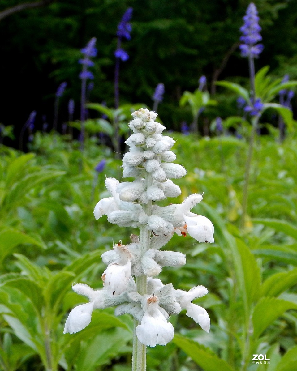 我善良、我可爱，我还具有许多疗效（鼠尾草）