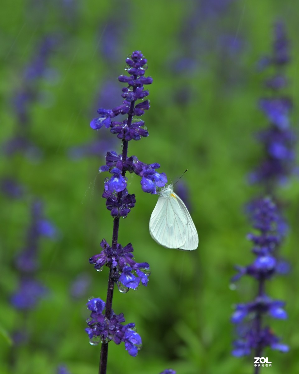 我善良、我可爱，我还具有许多疗效（鼠尾草）
