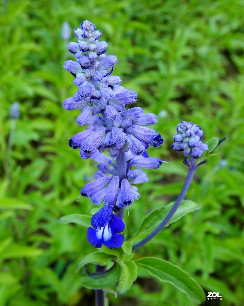 我善良、我可爱，我还具有许多疗效（鼠尾草）