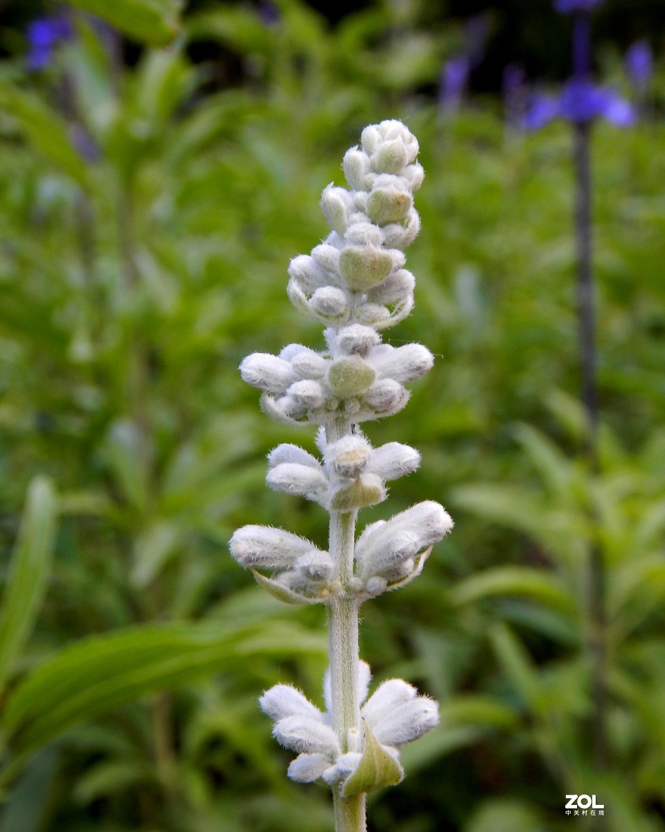 我善良、我可爱，我还具有许多疗效（鼠尾草）