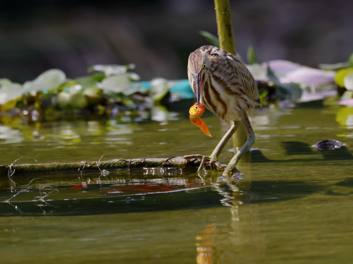 黃葦鳽