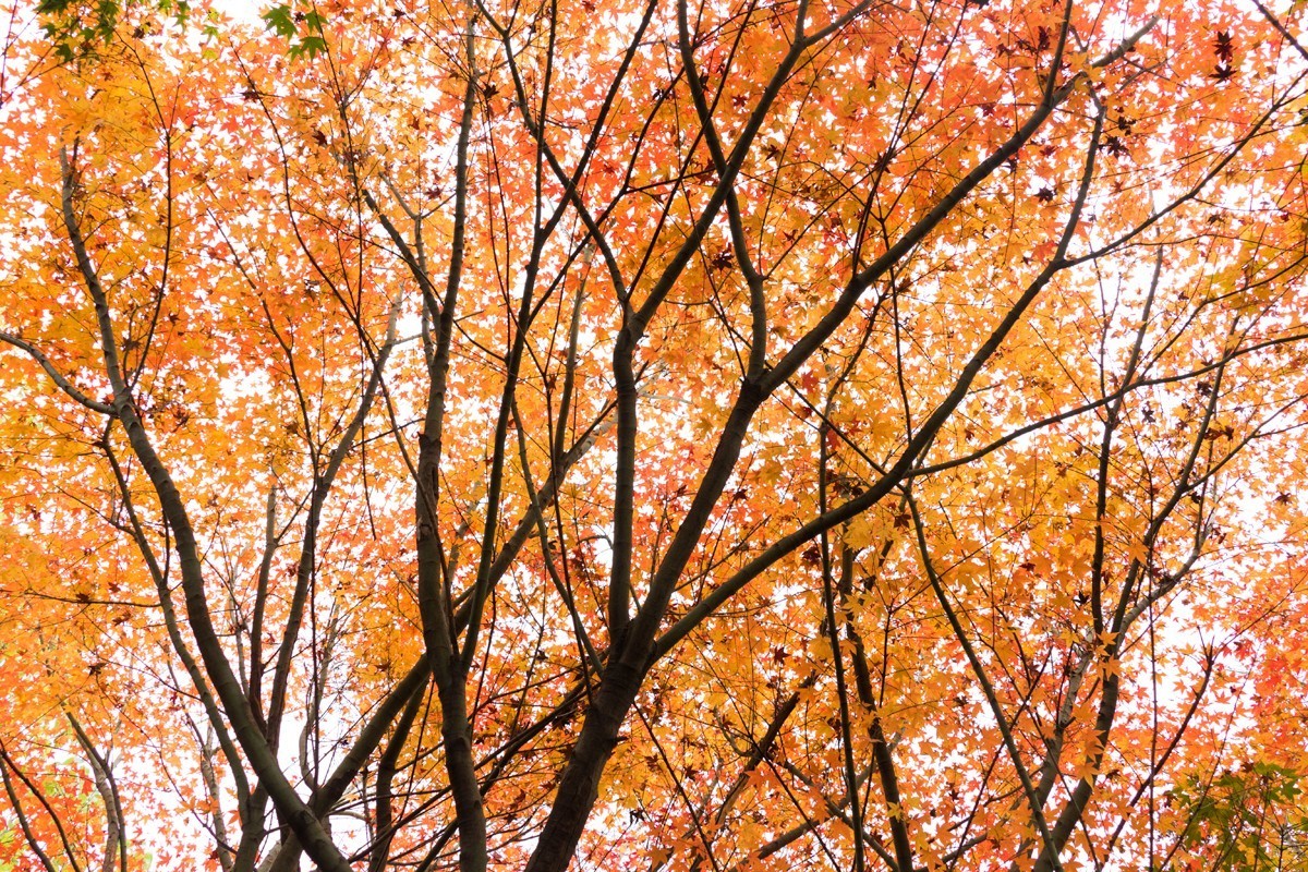 枫红杏黄的时候