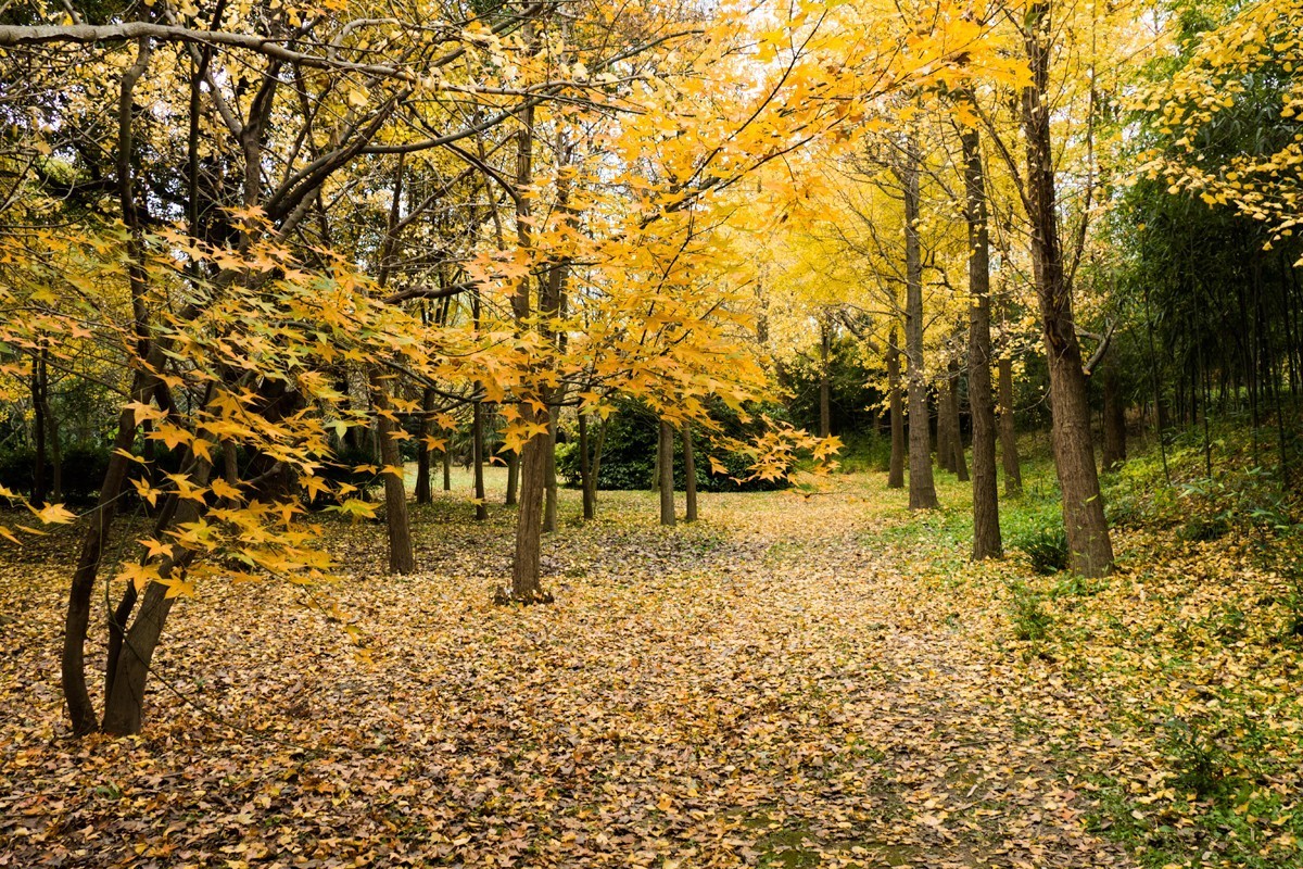 枫红杏黄的时候