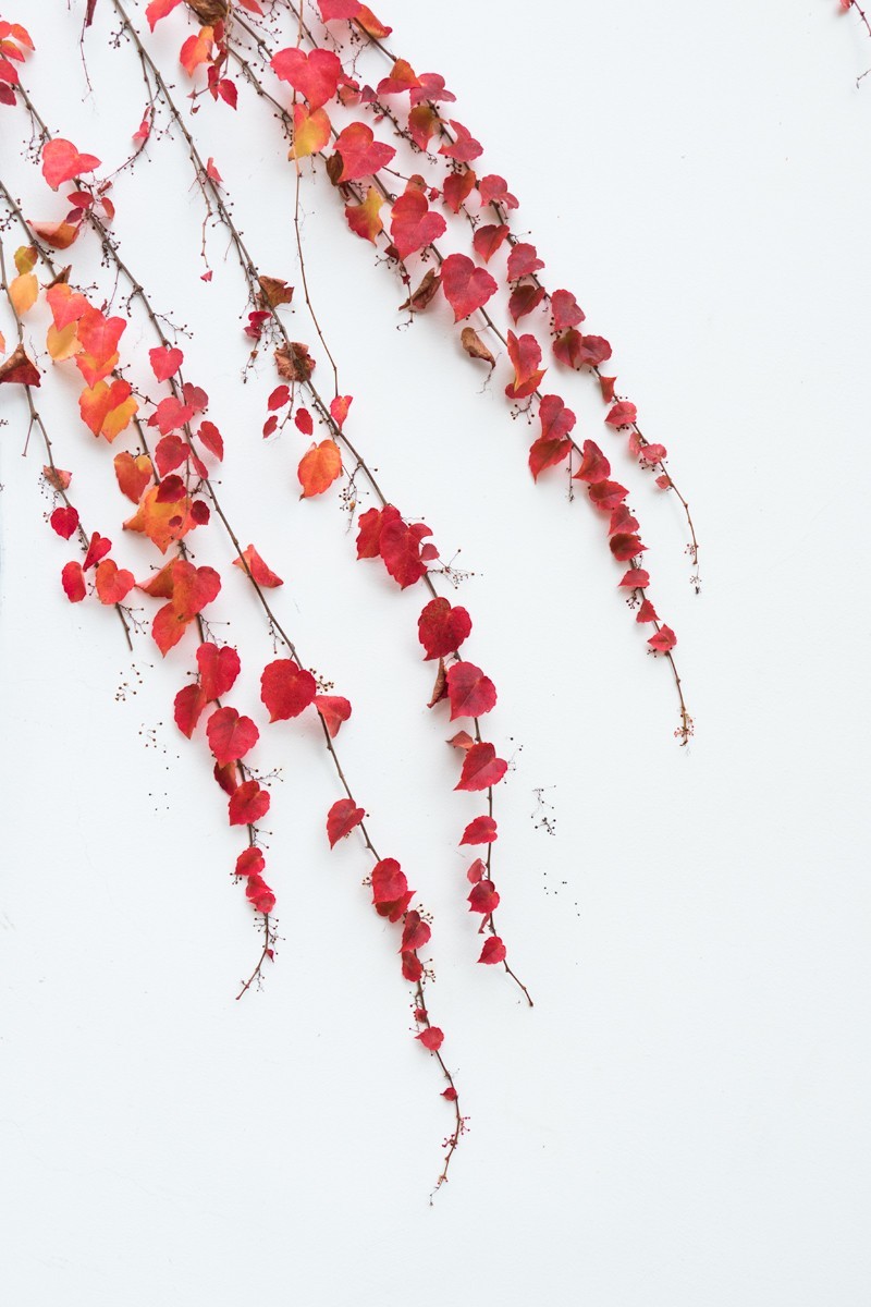 枫红杏黄的时候