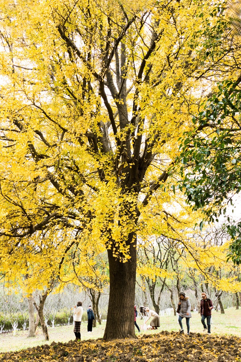 枫红杏黄的时候