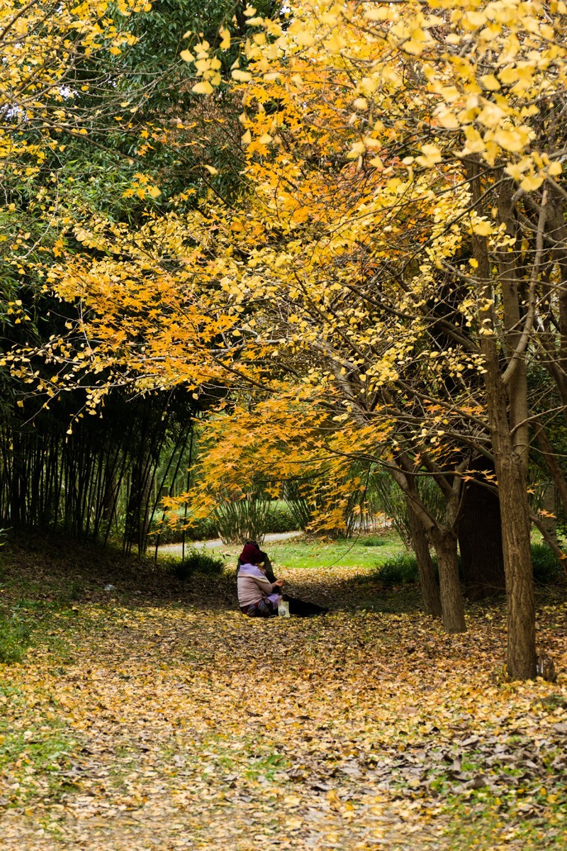 枫红杏黄的时候
