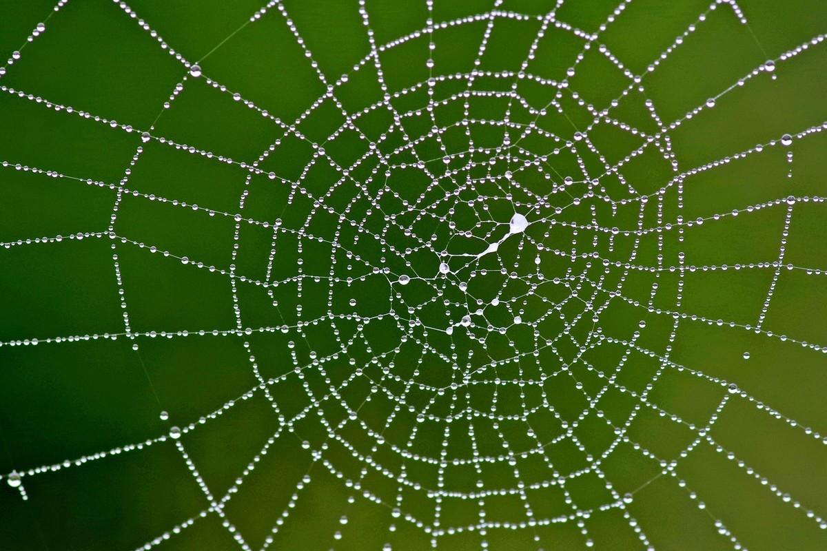 蛛网