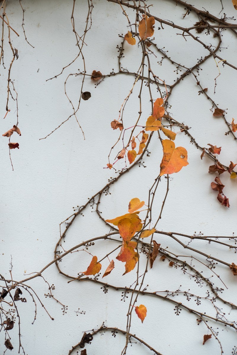 枫红杏黄的时候