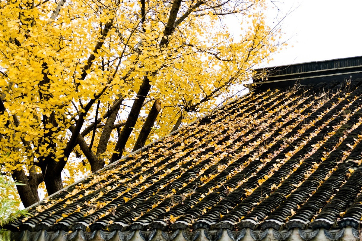 枫红杏黄的时候