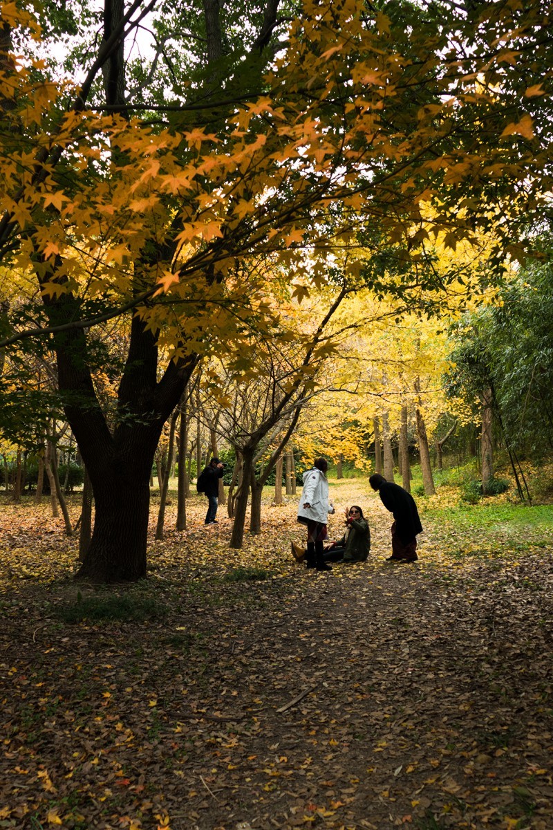 枫红杏黄的时候