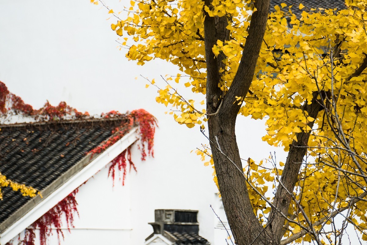 枫红杏黄的时候