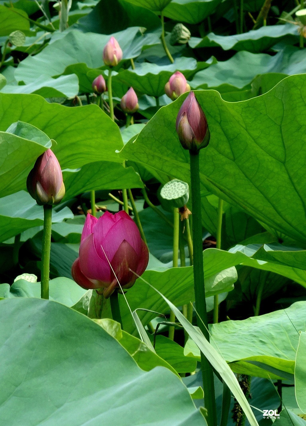 再新再美莲蓬莲花图片图片