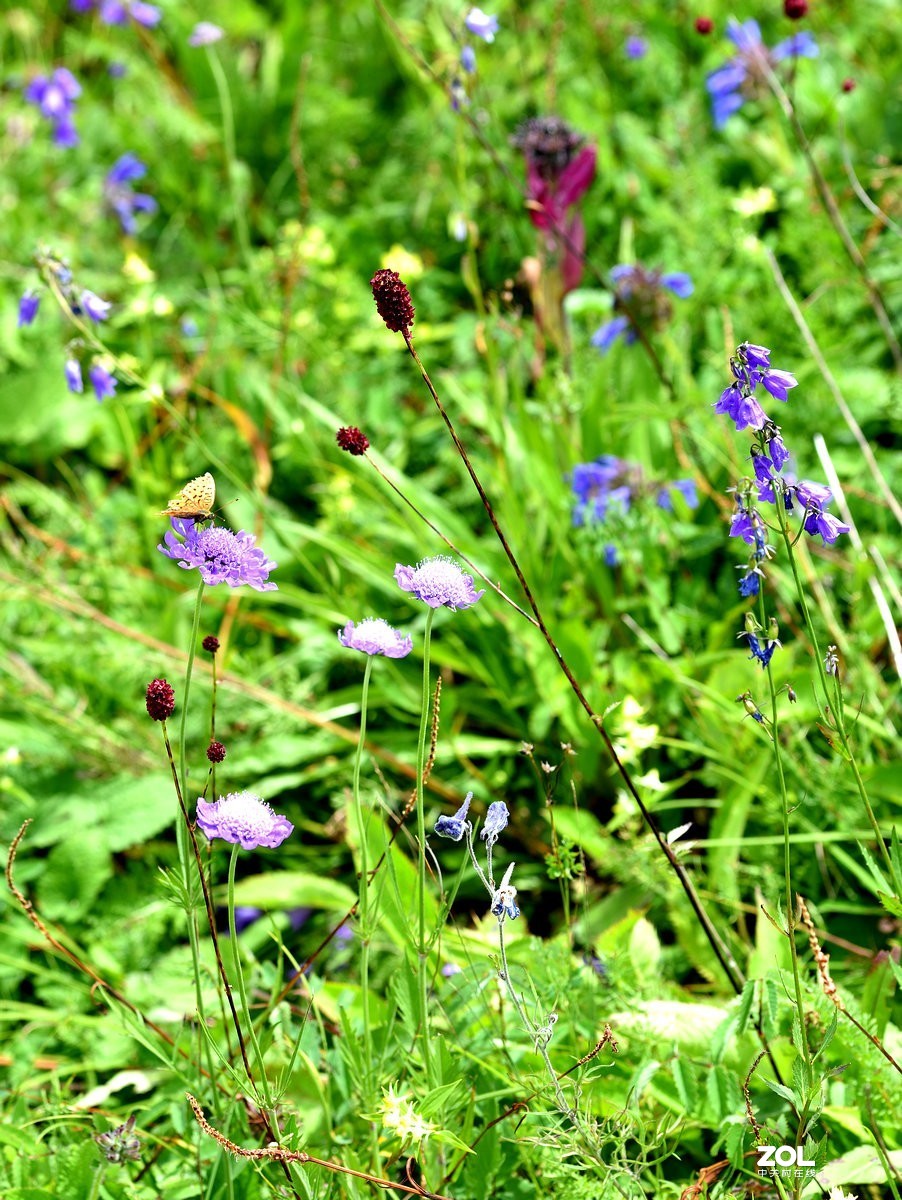 崇礼喜鹊梁风景区