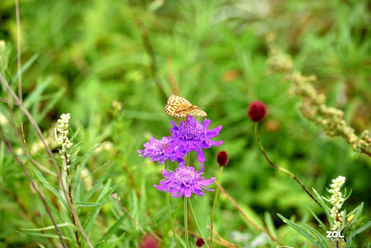 崇礼喜鹊梁风景区