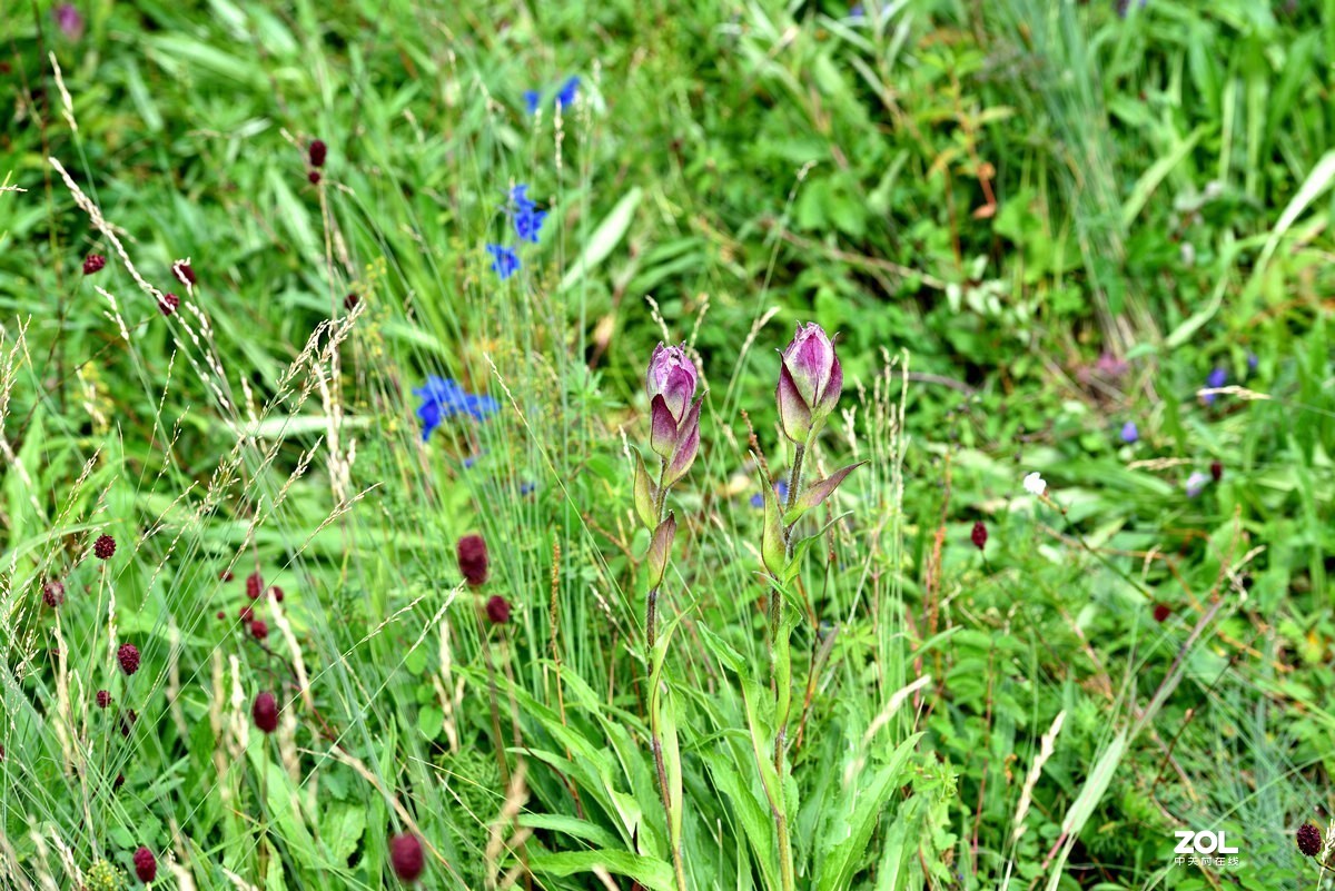 崇礼喜鹊梁风景区