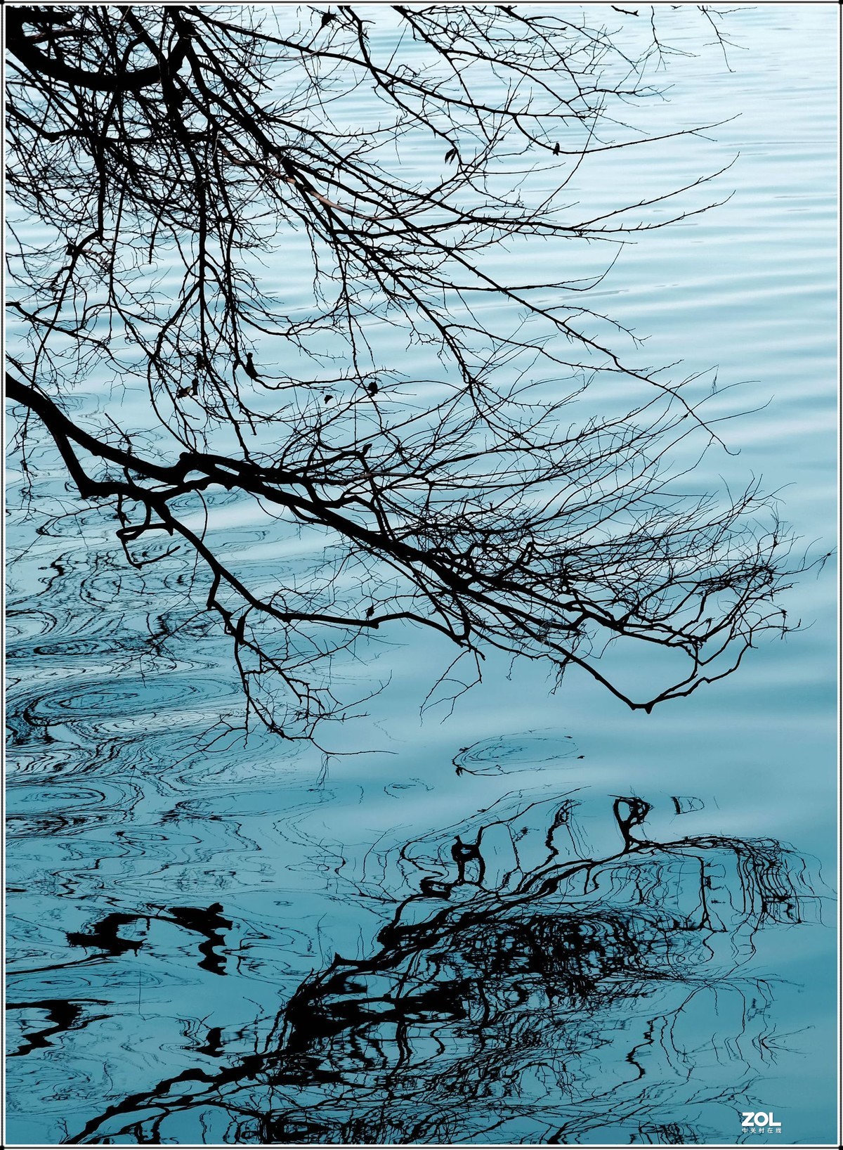 一组树枝水中倒影片