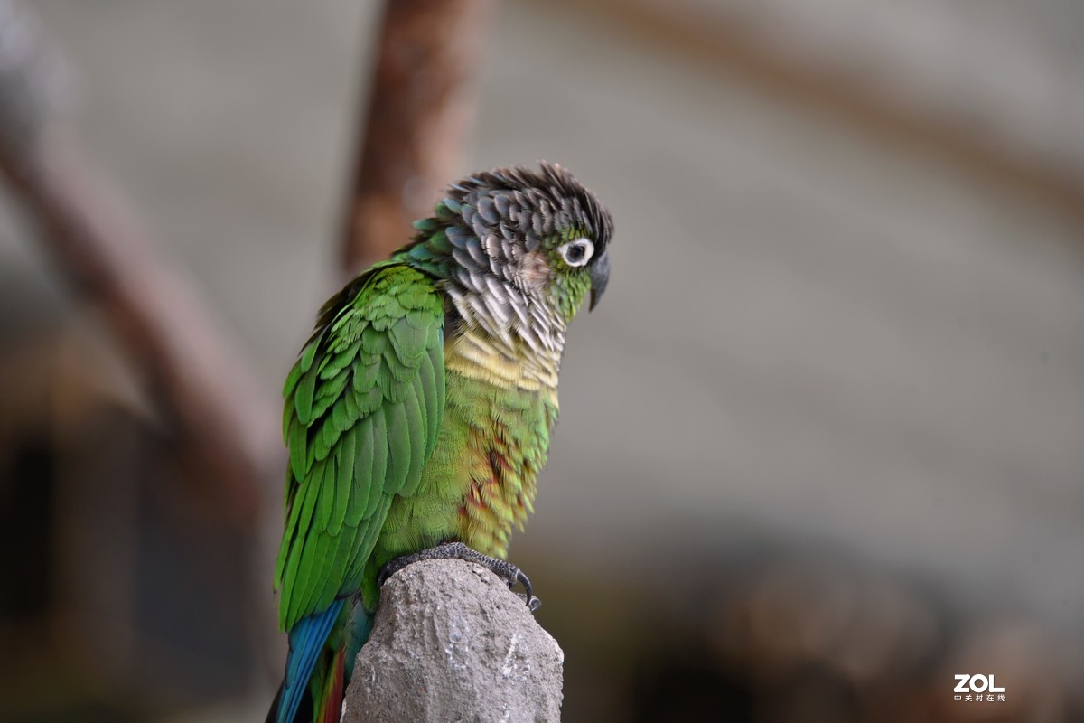 绿颊jia小太阳鹦鹉2