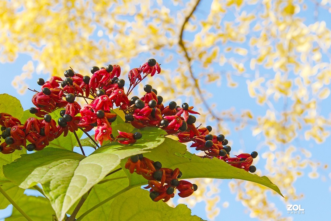 落叶灌木海州常山