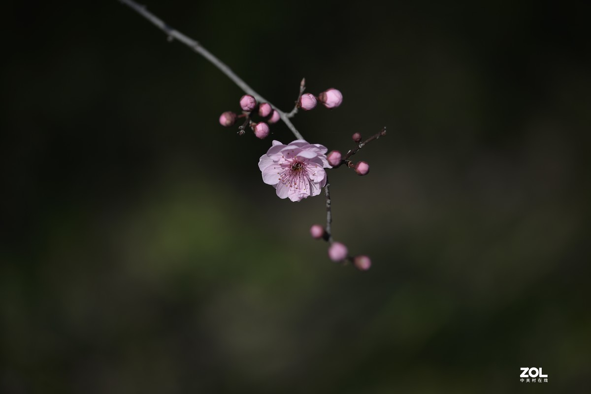 适马微距原片直出