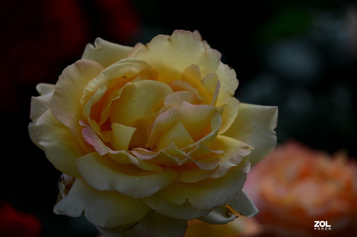 陶 然 亭-----大月季花（3）