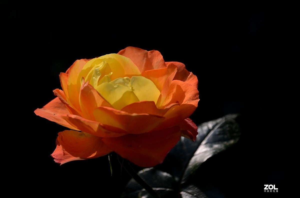 陶 然 亭-----大月季花（3）