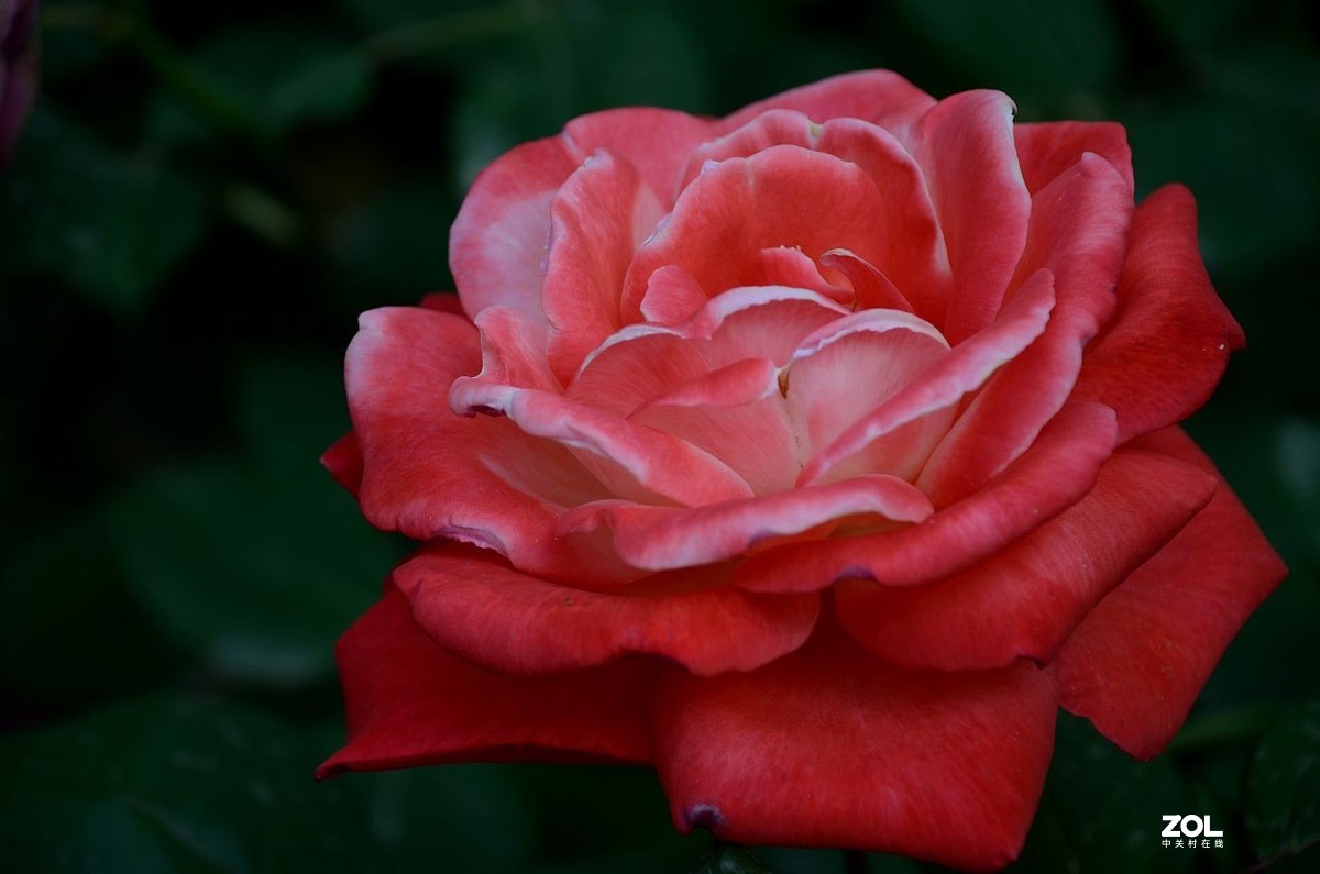 陶 然 亭-----大月季花（3）