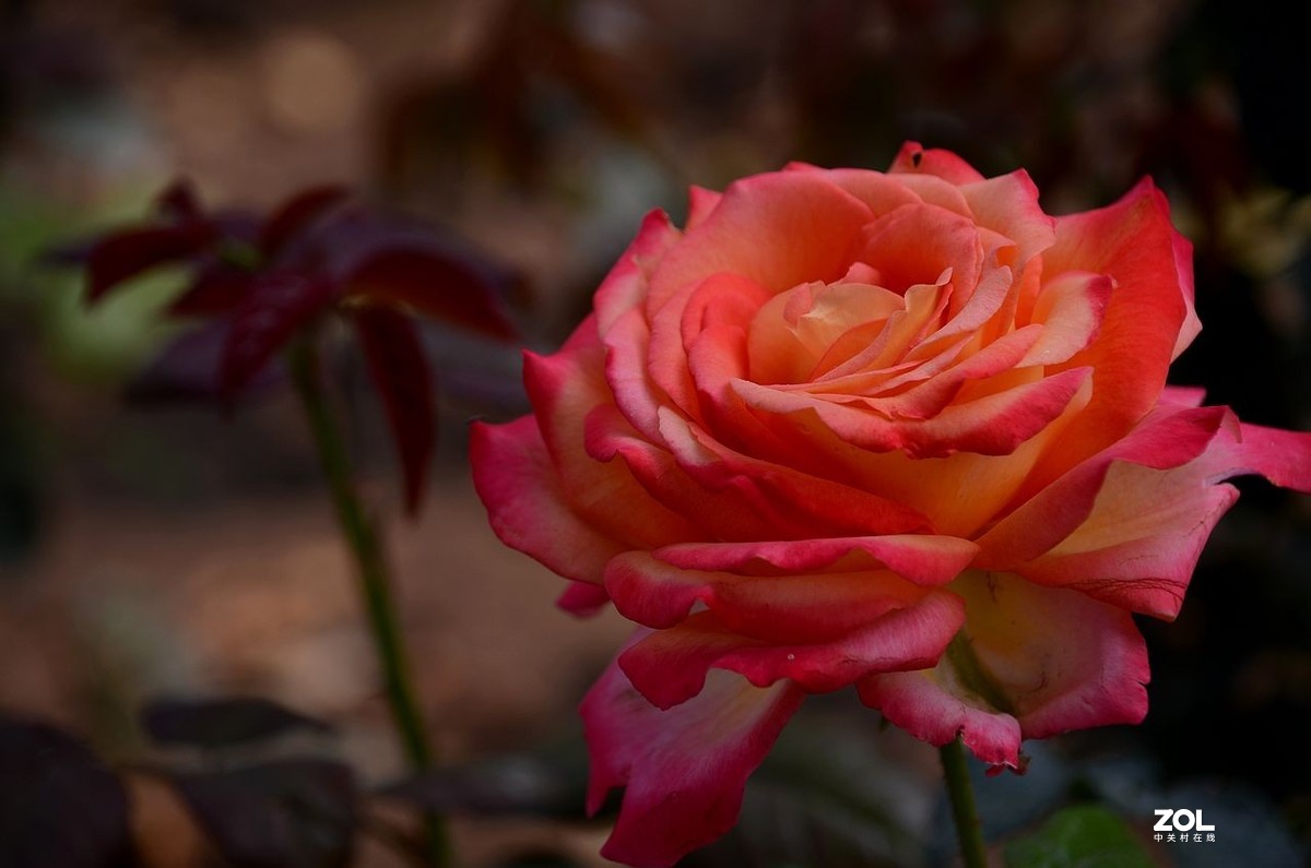 陶 然 亭-----大月季花（3）