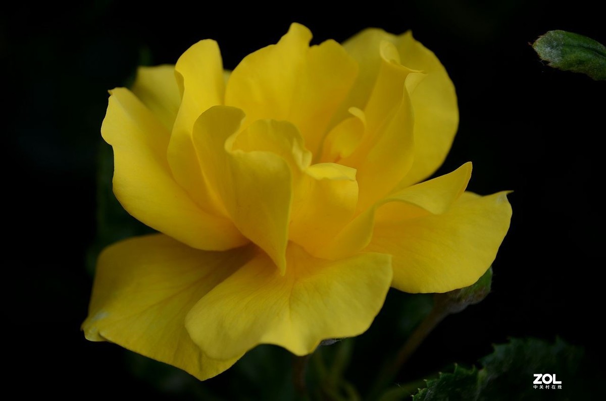 陶 然 亭-----大月季花（3）