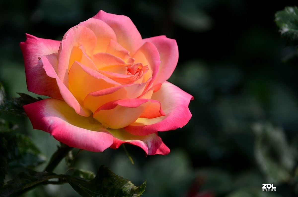 陶 然 亭-----大月季花（3）