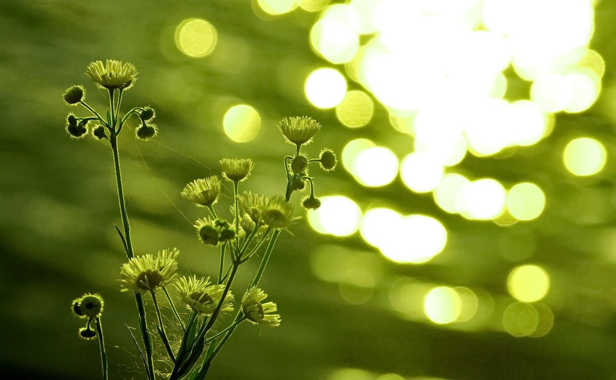 鄱 阳 韭 菜 湖 晨 曦