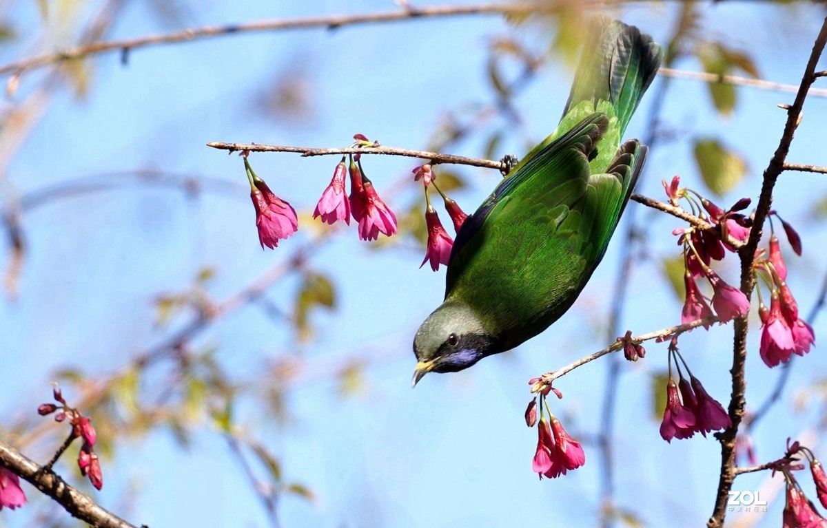 橙腹葉鵯鳥四